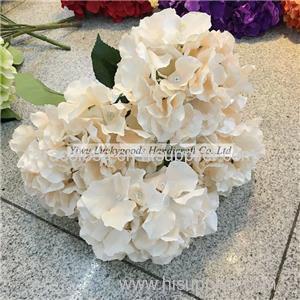 Hydrangea Product Product Product