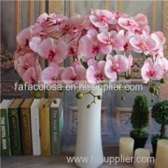 Orchid Product Product Product