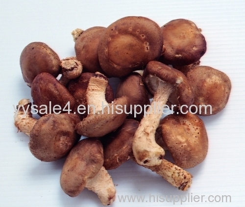 High Quality Lowest Price Hot Sales Fast Delivery STOCK! Shiitake Mushroom P.E. Extract