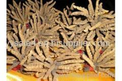 Professional Cordyceps Extract Powder/ Cordyceps Sinensis Extract/ Cordyceps Polysaccharide