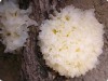 Factory Supply Tremella Fuciformis Extract/ White Fungus Extract/ Tremella extract