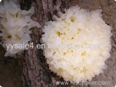 Factory Supply Tremella Fuciformis Extract/ White Fungus Extract/ Tremella extract