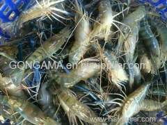 WE ARE SELLING BT HLSO SHRIMPS CONTACT US IF INTERESTED