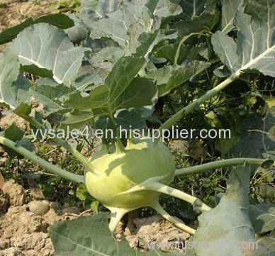 Pure plant Brassica Campestriss ssp. Rapa Extract/ Brassica rapa extract/Brassica Campestriss ssp. Rapa 4:1 Extract
