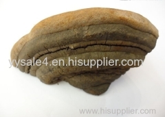 Best price natural Common Phellinus Fungus Extract/Common Phellinus Fungus P.E.