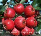 100% Natural Maslinic cid 10% HPLC Crataegus pinnatifida Bge. Extract