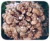 Natural plant extract Grifola Frondosus extract/ Maitake Extract/ Maitake Mushroom Extract