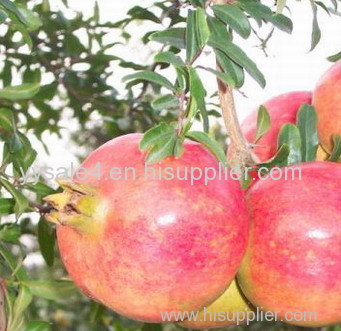 Export high quality economic Pomegranate Hull P.E Extract 40%