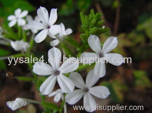 Hot Selling Pure Natural Plumbago zeylanica Extract/Plumbago auriculata Extract/Plumbago indica Extract