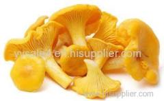 Wholesale Hebal Extract polysaccharides 30% Chanterelle P.E. Chanterelle Extract