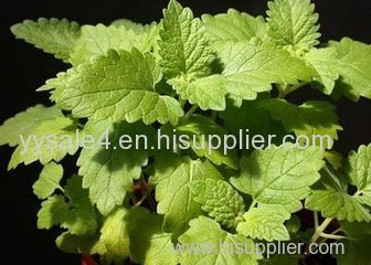 bulk supply super high quality Catnip Extract/ Catnip P.E. Hrba Schizonepetae Extract