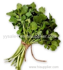 Best Quality Hot sale 10:1 Nasturtium P.E./ Watercress Extract