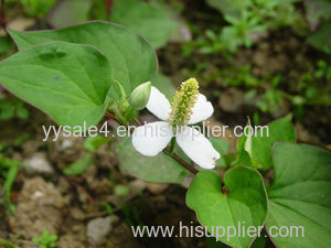 High quality low price 10:1 Hebra Houttuyniae Extract