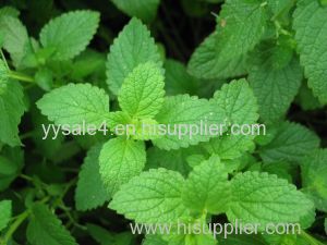100% Natural plant Wild Mint Her b Extract/Mentha Piperita Extract/Peppermint Extract
