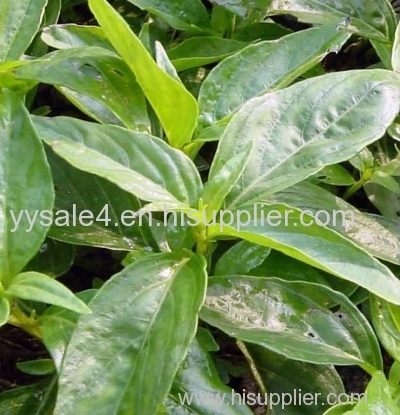 Natural plant Common Andrographis Her b Extract/Andrographis Extract/ Andrographolide/ Andrographis Paniculate Extract