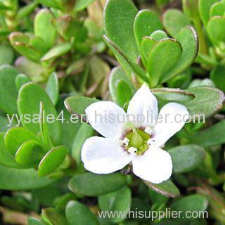 Factory direct sale 100% Natural plant extract powder 10:1 Bacopa monniera extract