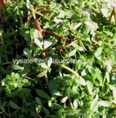 High Quality antibacterial Plant Extract/Natural Purslane Extract/Portulaca Extract