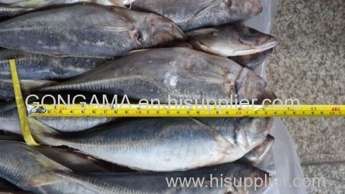 WE ARE SELLING HORSE MACKEREL