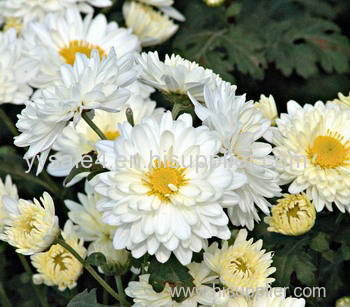 Hot sale Chrysanthemum Extract/ Florits Sendranthema Extract/ Matricariae flos Extract