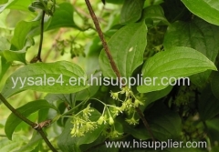 100% Natural Smilax Extract/Smilax sarsaparilla Extract/ smilax medica extract