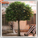 Large outdoor artificial trees branches decorative garden artificial ficus trees