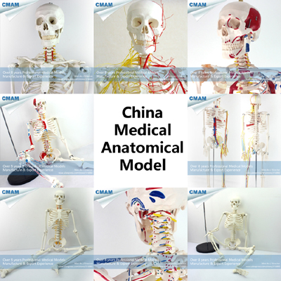 wholesale human anatomy skeleton 170cm/85cm
