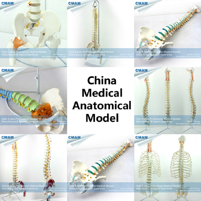 wholesale human anatomy spine medical model