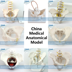 CMAM-PRC01 30cm Human Skeleton Anatomical Model Anatomy Tools Model Skull Head Muscle Bone Medical Artist Drawing