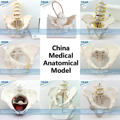 Human Pelvis Model for Patient Commucation