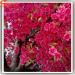 4.5 meter high unique shape of pink plastic cherry blossom tree branches artificial Sakura Tree for wedding flowers