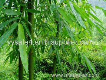 100% Natural and Organic Bamboo Leaf Extract