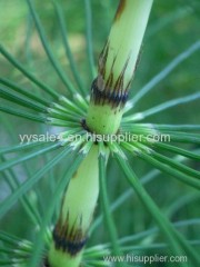 New and Hot Healthy Horsetail P.E. Horsetail Extract/ Equisetum Arvense Extract