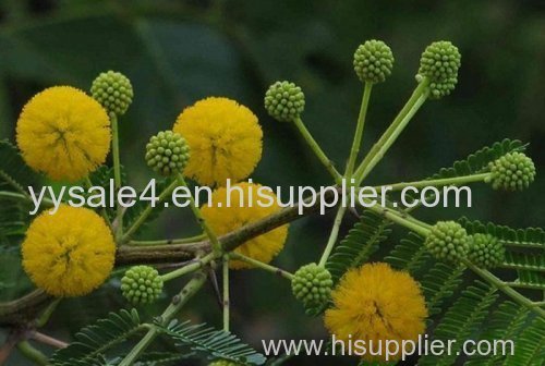 100% Natural Acacia Farnesiana Extract/ Acacia Extract/ Acacia Nilotica Extract