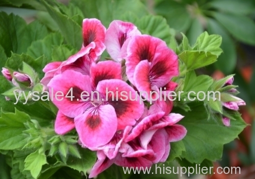 Manufacture supply 10:1 TLC Pelargonium Extract/Geranium Extract