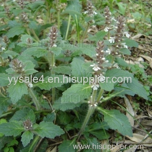 Factory Supply High Quality Ajuga turkestanica extract/Turkesterone