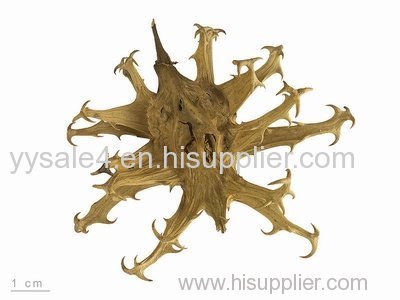 100% Natural and Organic 3-5% Harpagoside Devil's Claw Extract