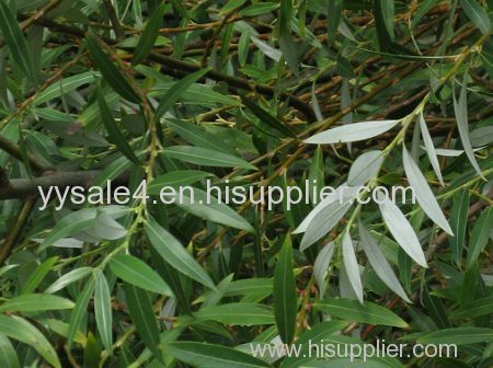 Manufacturer Price Organic Salicin 15% 25% 50% 98% HPLC White Willow Bark Extract