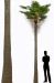 Nearly natural artificial coconut tree for outdoor or indoor