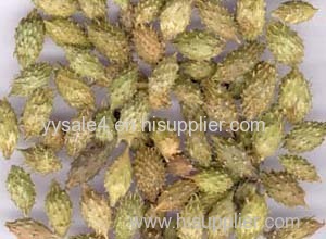 Natural Xanthium Sibiricum Extract/Siberian Cocklebur Extract/ Xanthium Glabratum Extract powder