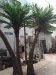 Factory wholesales large artificial fake indoor decoration palm tree/.