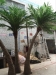 Factory wholesales large artificial fake indoor decoration palm tree/.