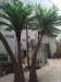 Factory wholesales large artificial fake indoor decoration palm tree/.