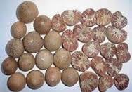 WHOLE BETEL NUT/ARECA BETEL NUT FROM VIETNAM WITH BEST PRICE-Ms.Hannah 0084974258938