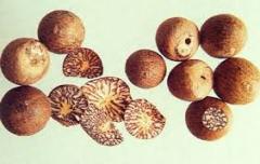 WHOLE BETEL NUT/ARECA BETEL NUT FROM VIETNAM WITH BEST PRICE-Ms.Hannah 0084974258938