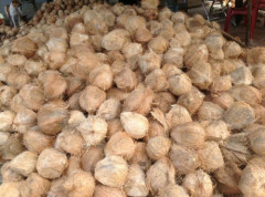 FRESH OLD COCONUT WITH BEST PRICE -Ms.Hannah-0084974258938