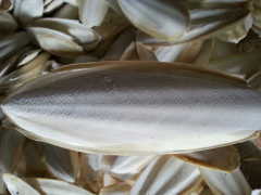DRIED CUTTLEFISH BONE FOR BIRD FEED WITH BEST PRICE -Ms.Hannah 0084974258938