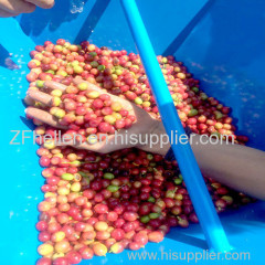 Coffee coco bean peeling pulp pulper pulping extractor shelling peeling sheller peeler machine