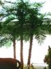 factory direct large palm tree ornamental date palm trees for hotel house