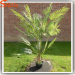 Manufacturer fiberglass fake decorative ornamental artificial indoor cycas palm tree cycas revoluta made in china