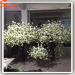 Different design and shape artificial cherry blossom wedding tree for wedding